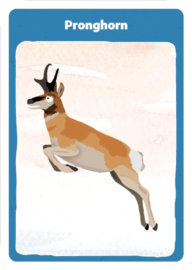 Playing card with cartoon illustration of a pronghorn.